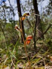 Pterostylis squamata