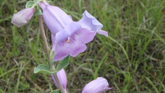 Penstemon grandiflorus