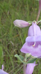 Penstemon grandiflorus