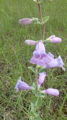 Penstemon grandiflorus