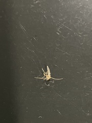 Aedes vexans