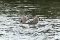 Limnodromus semipalmatus