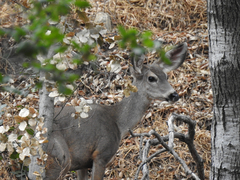 Odocoileus
