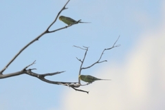 Melopsittacus undulatus