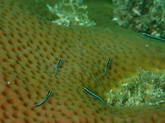 Elacatinus prochilos