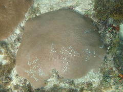 Elacatinus prochilos