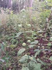 Hyptis capitata