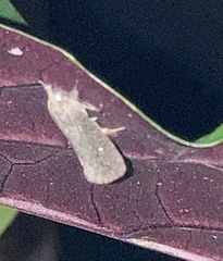 Acrolophus walsinghami