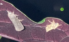 Acrolophus walsinghami