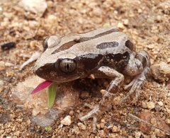 Kassina senegalensis