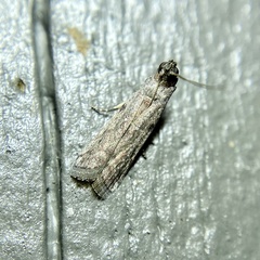 Cryptoblabes hemigypsa