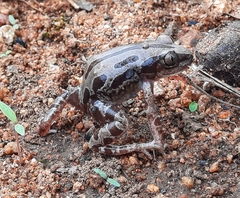 Kassina senegalensis