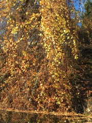 Vitis californica