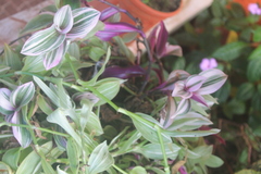 Tradescantia cerinthoides