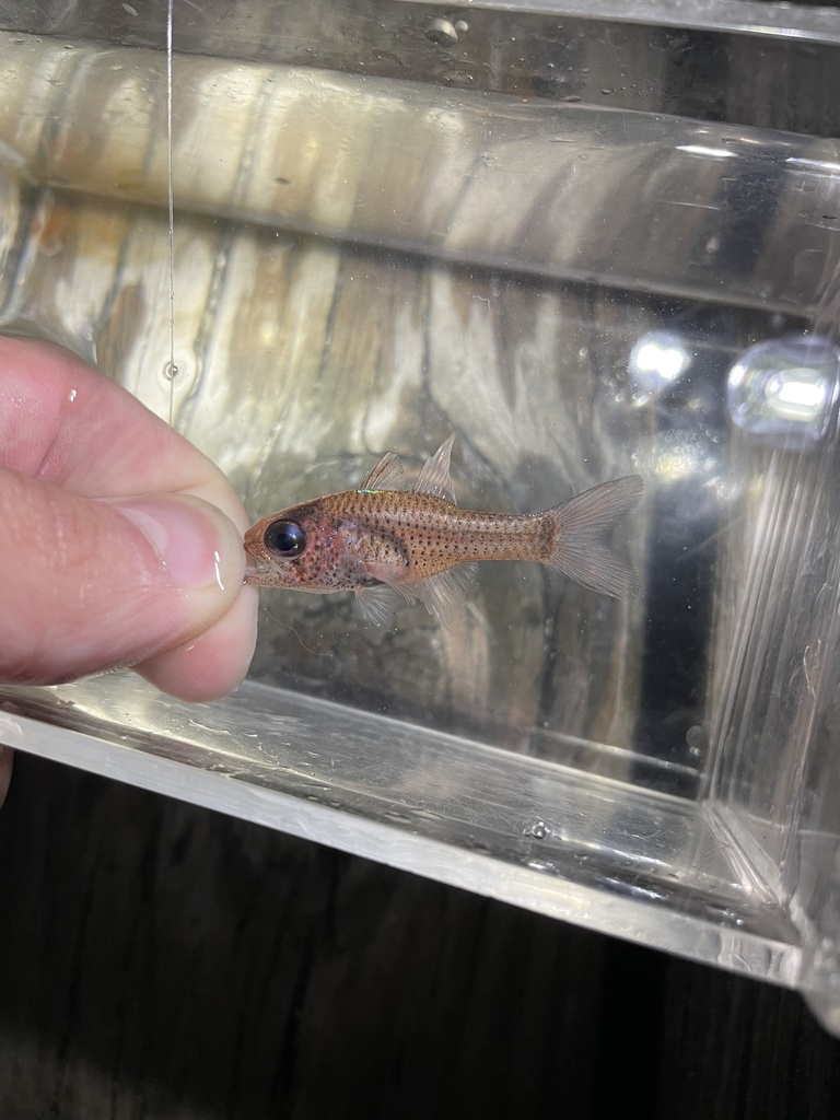 Dusky Cardinalfish