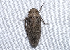 Curtara insularis