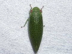 Rugosana