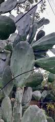 Opuntia cochenillifera