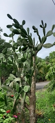 Opuntia cochenillifera