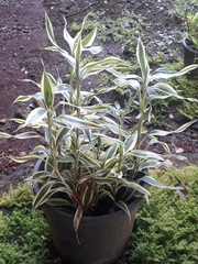 Dracaena sanderiana