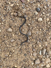 Leptotyphlops nigricans