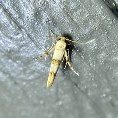 Stathmopoda tritophaea