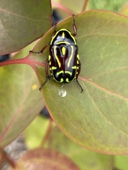 Eupoecila australasiae