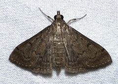Herpetogramma phaeopteralis