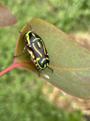 Eupoecila australasiae
