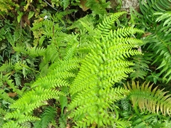 Microlepia strigosa