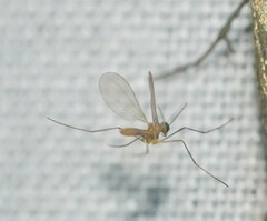 Cecidomyiidae