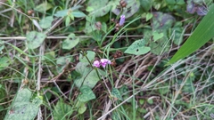 Ipomoea triloba