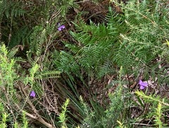 Patersonia occidentalis occidentalis