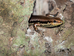 Copeoglossum nigropunctatum