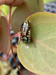 Eupoecila australasiae