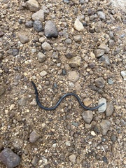 Leptotyphlops nigricans