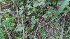 Ipomoea triloba