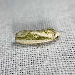 Earias huegeliana