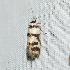 Philobota impletella