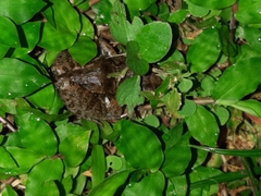 Leptodactylus fragilis