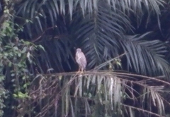 Nycticorax nycticorax