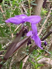 Patersonia occidentalis occidentalis