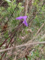 Patersonia occidentalis occidentalis