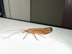 Psychoglypha
