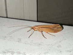 Psychoglypha