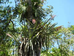 Aechmea distichantha