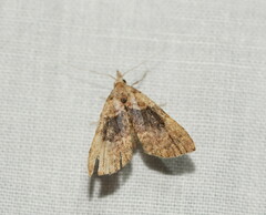 Alapadna pauropis