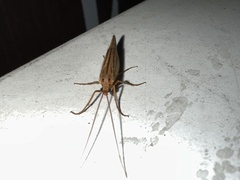 Psychoglypha