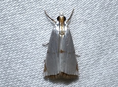 Argyria lacteella