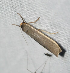 Palaeosia bicosta